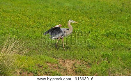 Great Blue Heron