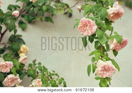 Romantic floral frame background. Pink blooming rose bush. Natural flowers. Image toned.