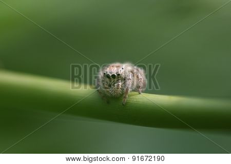 Jump spider feature