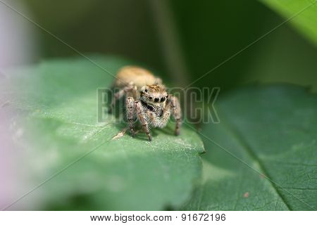 Jump spider feature