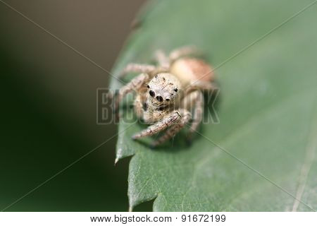 Jump spider feature