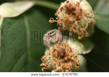 Jump spider feature