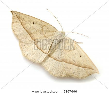 Eusarca Schmetterling