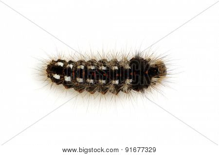  caterpillar isolated on a white background 