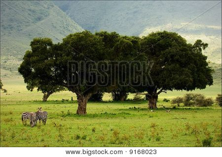 En un cráter de Ngoro Ngoro.