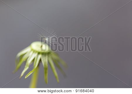 Single Seed On A Dandelion