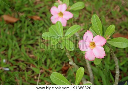 Pink Flowers In A Nature At The Park.