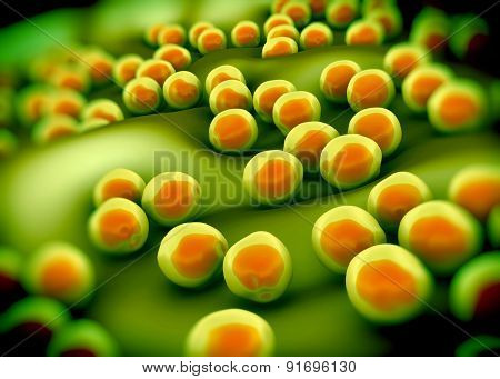 superbug or Staphylococcus aureus (MRSA) bacteria