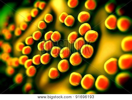 superbug or Staphylococcus aureus (MRSA) bacteria