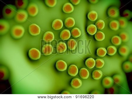 superbug or Staphylococcus aureus (MRSA) bacteria