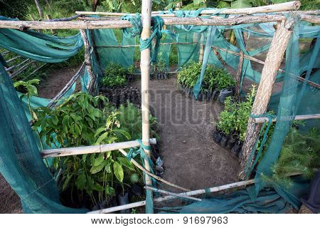 Tree nursery