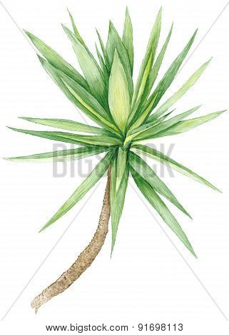Watercolor Yucca Tree