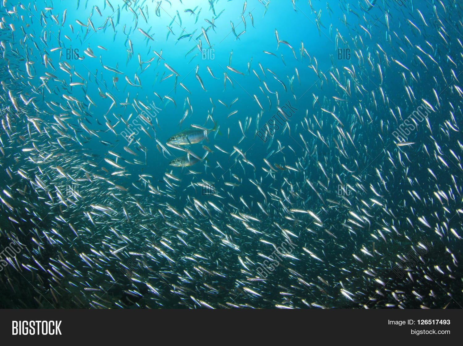 Sardines Fish Image & Photo (Free Trial) Bigstock