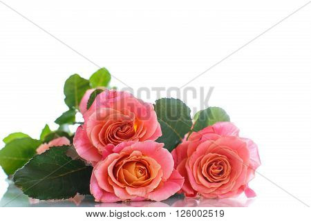 bouquet of pink roses isolated on white