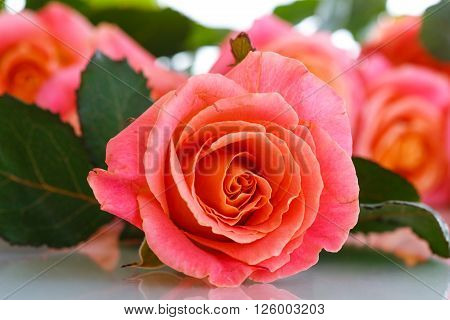 bouquet of pink roses isolated on white
