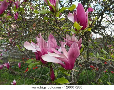 Magnolia Tree Flower