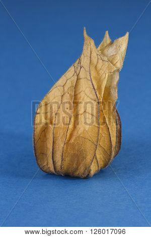 One ripe Physalis fruit enclosed in its calyx against a blue background