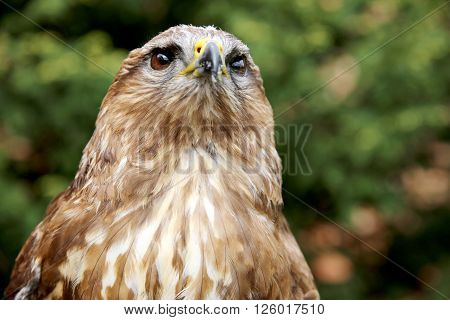 Close Up Of A Common Buzzard On Natural Environment