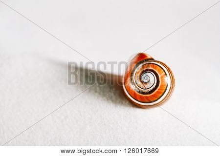 bright polymita shell on white beach sand under the sun light, shallow dof