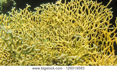 yellow net of fire coral, marsa alam, egypt