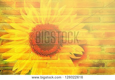 double exposure and sweet dreamy ; sunflower bush and texture of layer bricks with sunflare and bokeh light