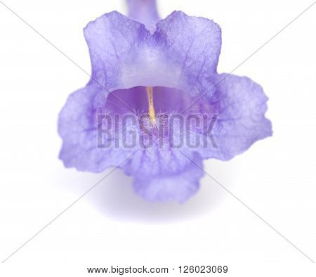 Jacaranda Flowers Isolated