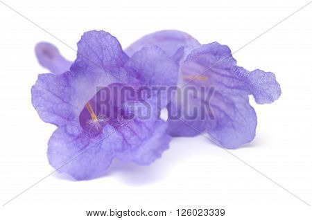 Jacaranda Flowers Isolated