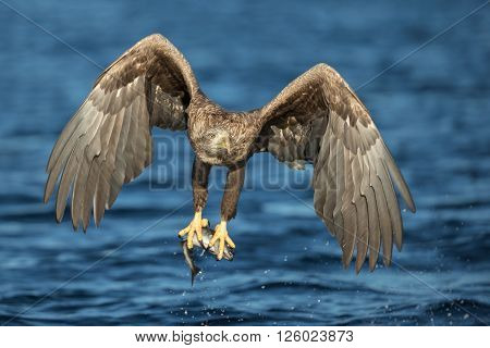White-tailed Eagle Hunting