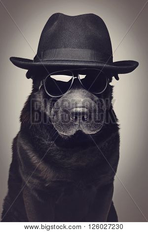 Beautiful black shar pei dog in hat and sunglasses.