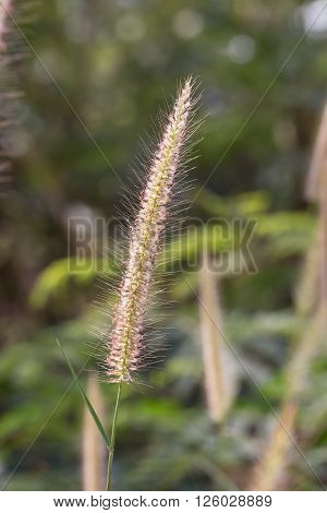 Hairy Fountain Grass Flower