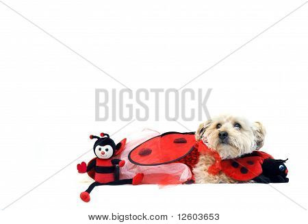 Lady Bug pro valentinky den