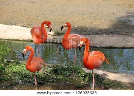 few beautiful pink flamingo standing in pond