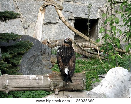 eagle sitting on a branch and looking out the prey