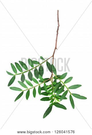 floral ellements with leaves from bouquet on the white background.