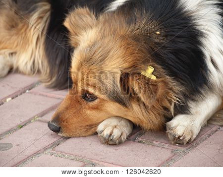 Dog portrait with uterine sterilization while lying outdoors