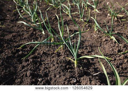 Spring garlic sprouts in a large garden