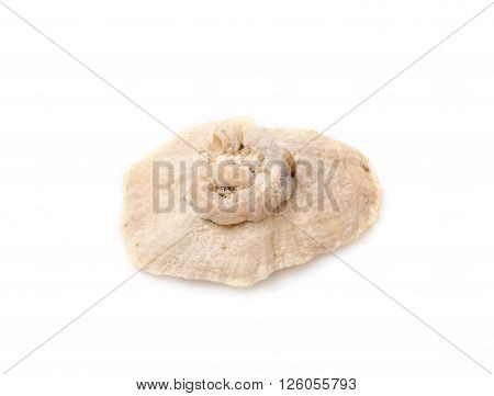 Sea shell with isolated on white background.