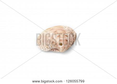 Sea shell with isolated on white background.