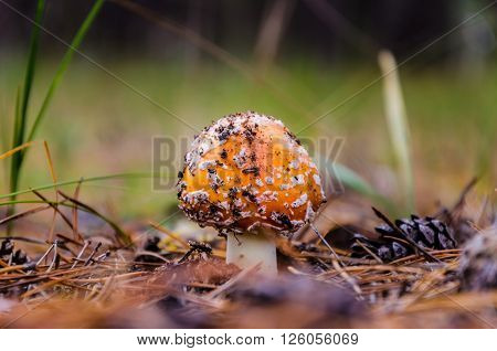 Mushrooms growing in the woods among the pine needles
