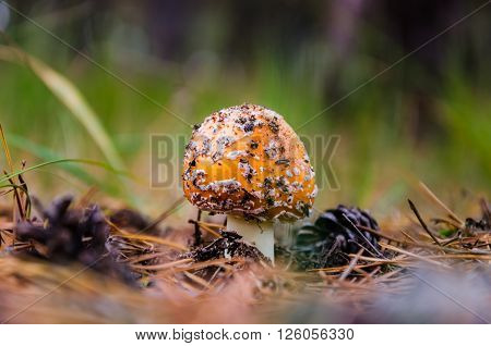 Mushrooms growing in the woods among the pine needles