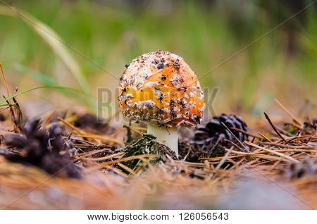 Mushrooms growing in the woods among the pine needles