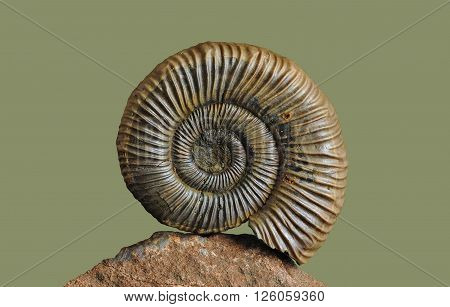 Ammonite - fossil mollusk.
Ammonites lived in the ancient ocean 160 million years ago. Upper Jurassic Series