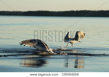 Battle for fish. These gulls competes a fish and the other one won