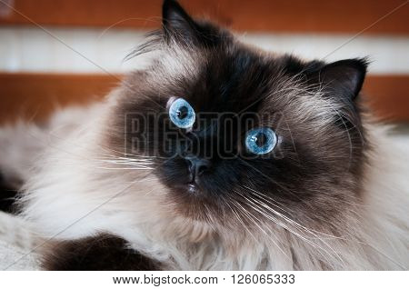 himalayan cat looking at viewer with big blue eyes against