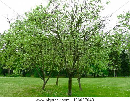 Young trees together in a big park