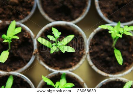 The Beautiful little seedlings in cups close up.