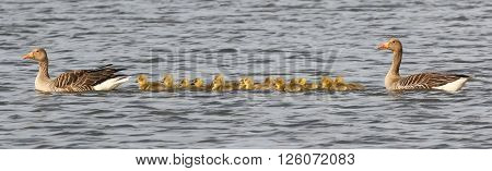 A family of greylag geese with 14 goslings swim in the sunlight