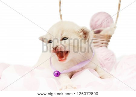 White kitten growling. Cute kitten in a mauve violet collar with woolen yarn balls in a basket isolated at white background. Adorable brave pet. Small heartwarming kitten. Little cat. High key
