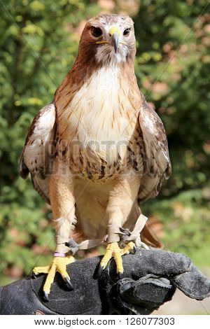 American chickenhawk perched on gloved hand rural scene