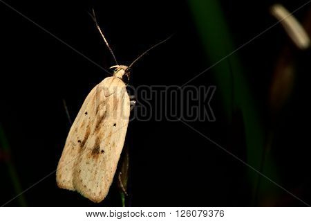 Agonopterix kaekeritziana micro moth. Plain coloured insect in the family Depressariidae